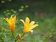 ニッコウキスゲ