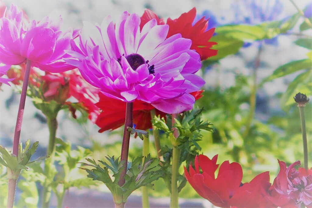 花壇のお花たち　アネモネ