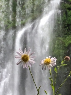 桜滝と野菊