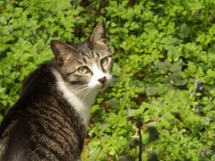こんな猫