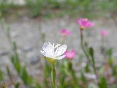 白花見つけたよ♪