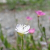 白花見つけたよ♪