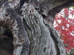 法隆寺紅葉　いち