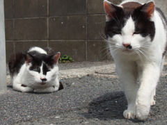 よく猫に会う日でした。　２