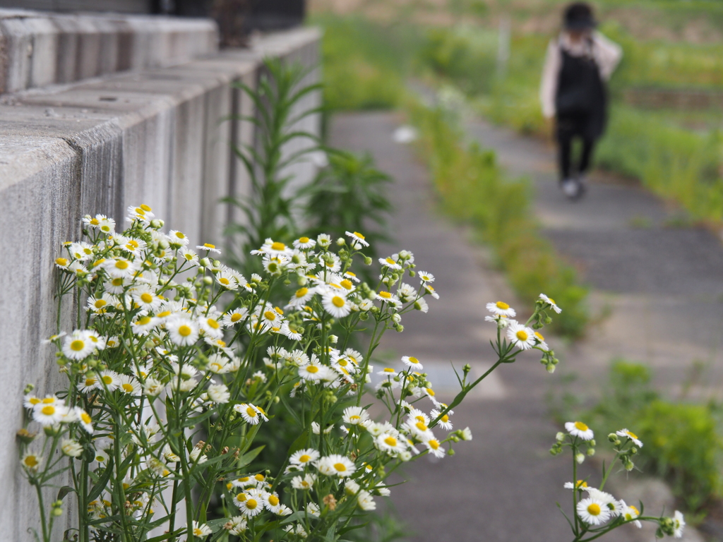 ヒメジョオン咲く散歩道