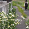 ヒメジョオン咲く散歩道