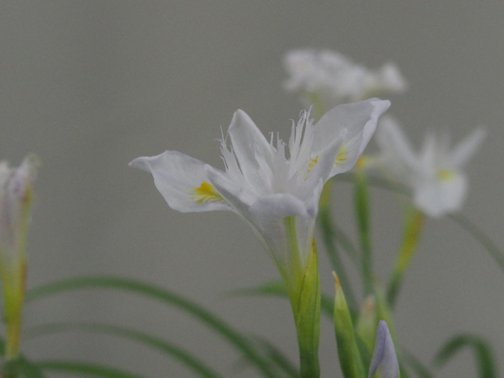 ヒメシャガ（白花）