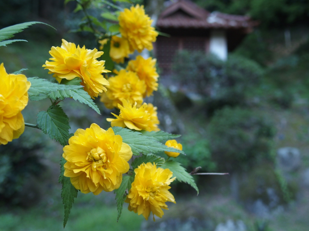 ヤエヤマブキ By こなゆきん Id 写真共有サイト Photohito