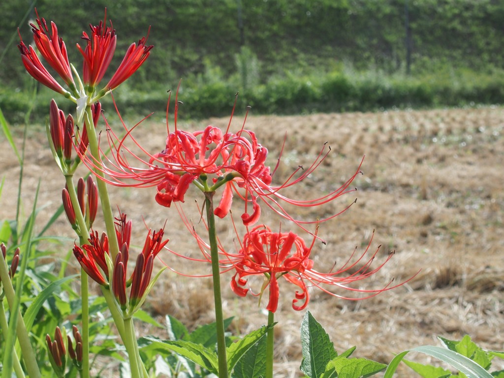 在庫一掃　彼岸花　２