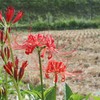 在庫一掃　彼岸花　２