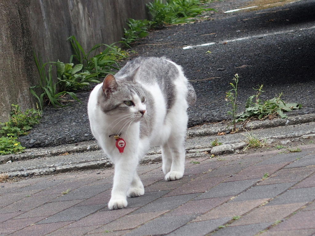 にゃんこも左右確認