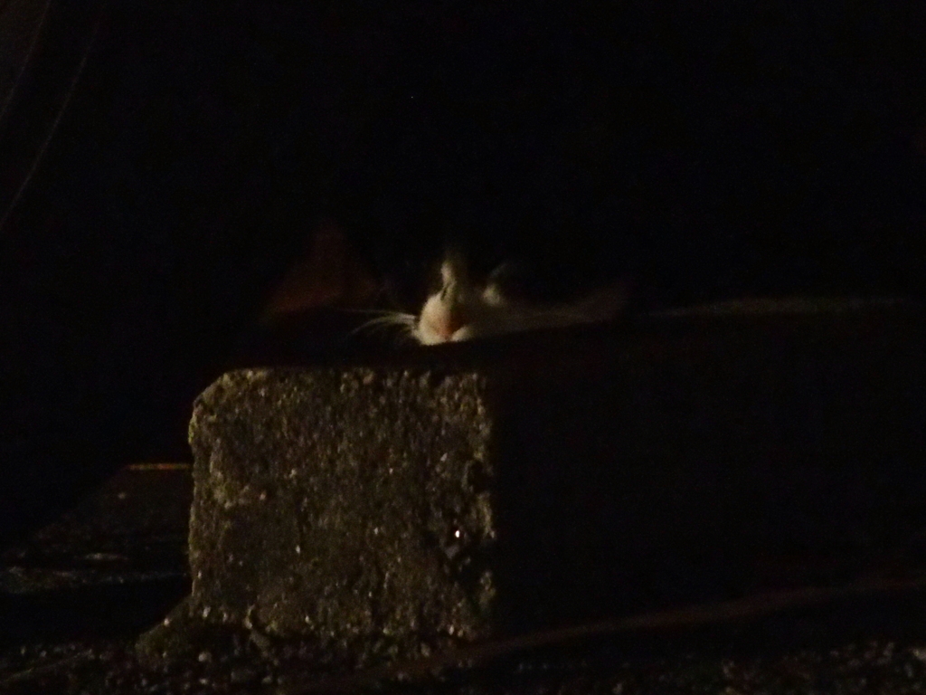 暗がりのにゃんこ