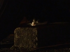 暗がりのにゃんこ