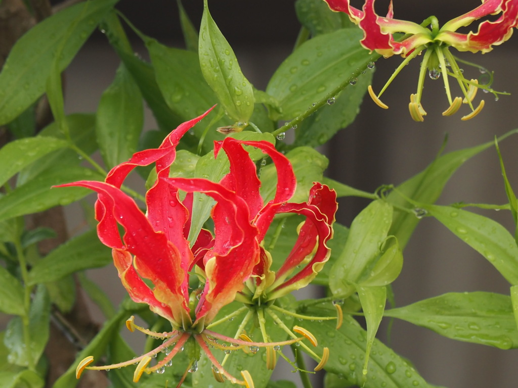 炎の花