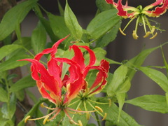 炎の花