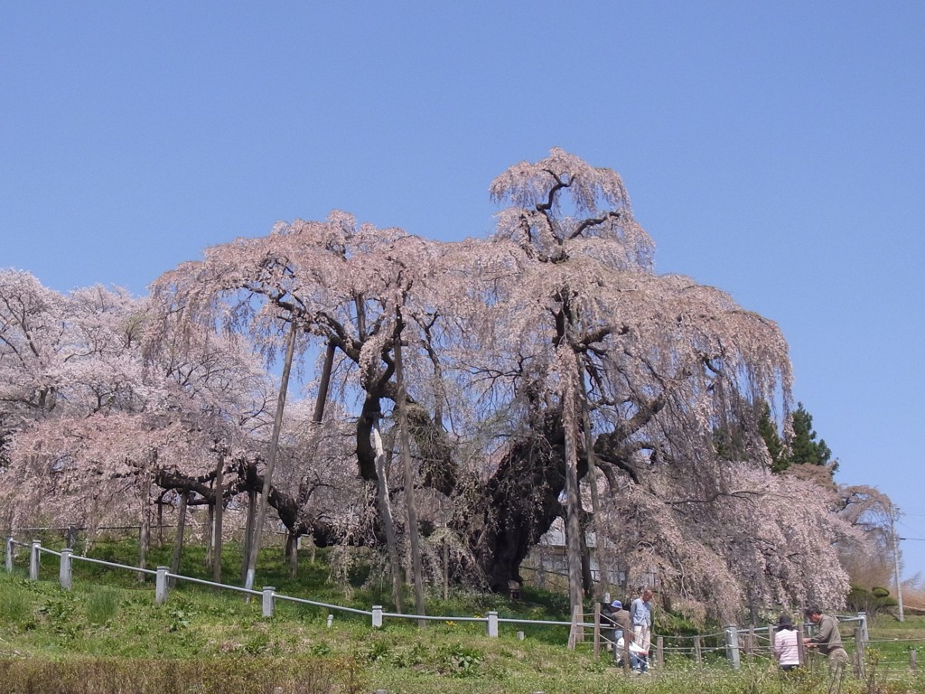 滝桜に演出はいらない。