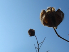 酔芙蓉も今は・・