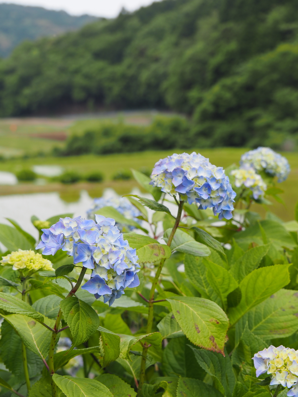 山あいの散歩道　6月　２