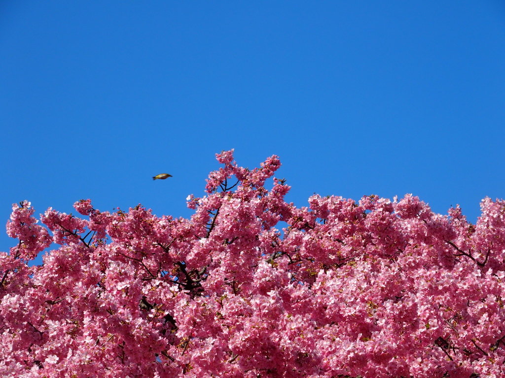 メジロが小さいんじゃなくて、河津桜が大きいのです。