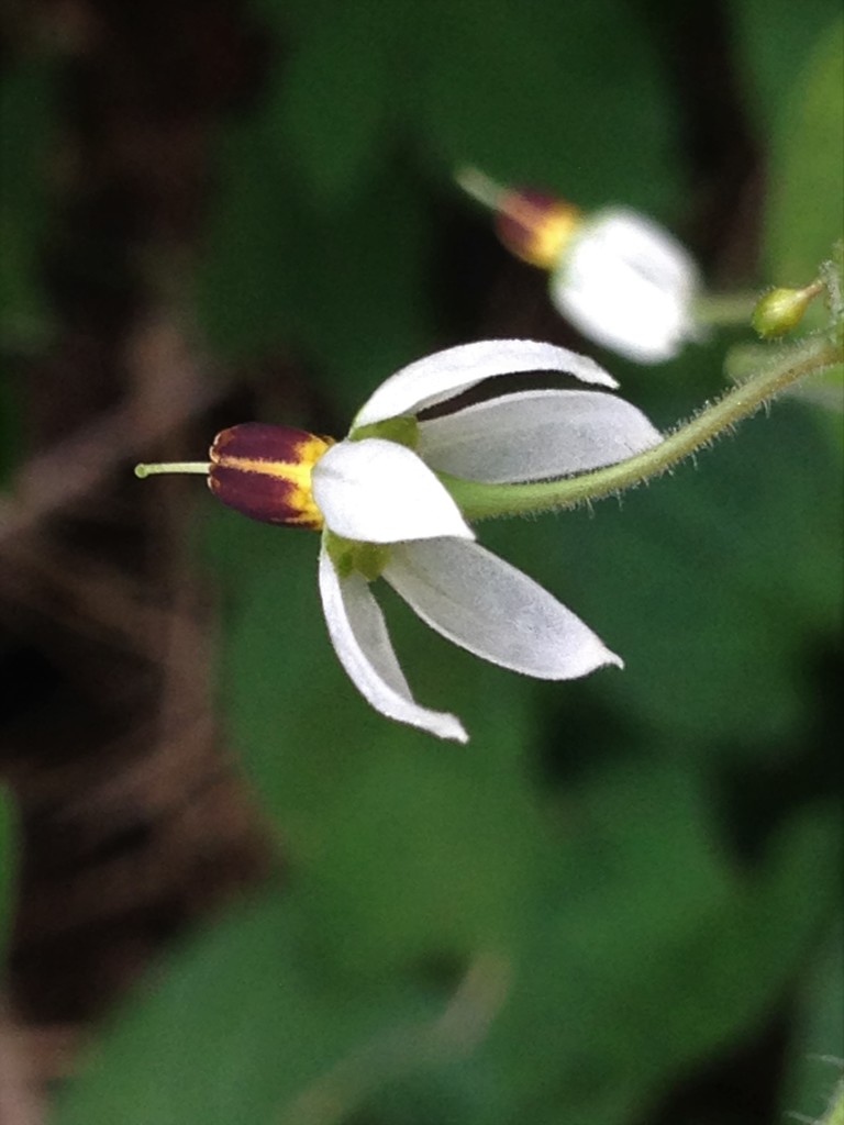 ヒヨドリジョウゴ