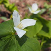 オオバナノエンレイソウ