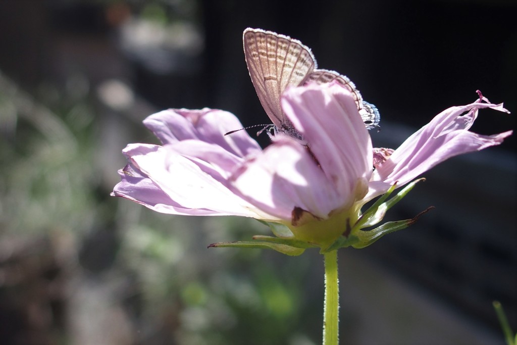 一瞬僕は花になった。