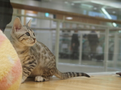にゃんこ　B