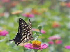 百日草とナミアゲハ　２