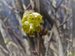 トサミズキ　―黄花まつり―