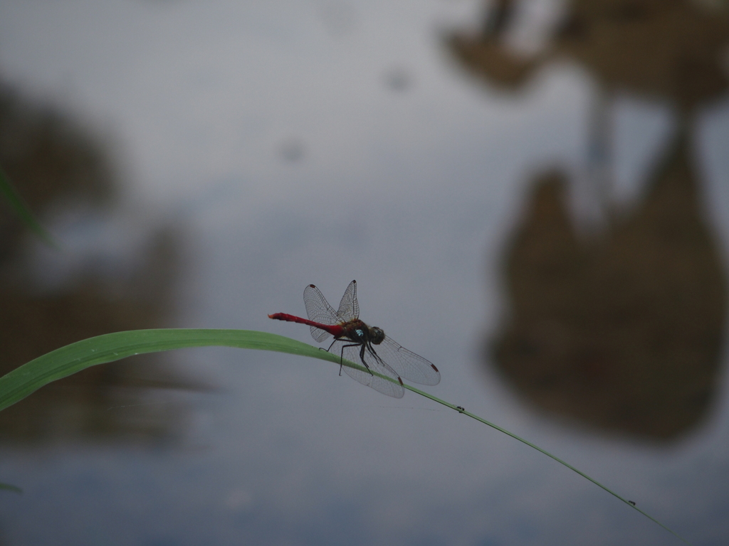 マユタテアカネ