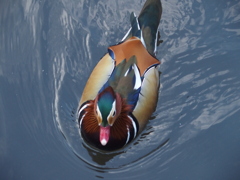 花鳥園の鳥たち　３