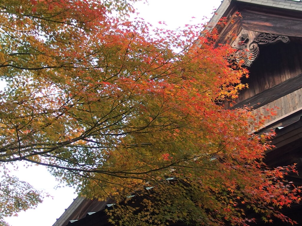 近所で紅葉狩り