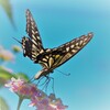 ランタナとナミアゲハ　４