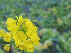 菜の花　冬を忘れる