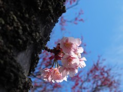 寒桜