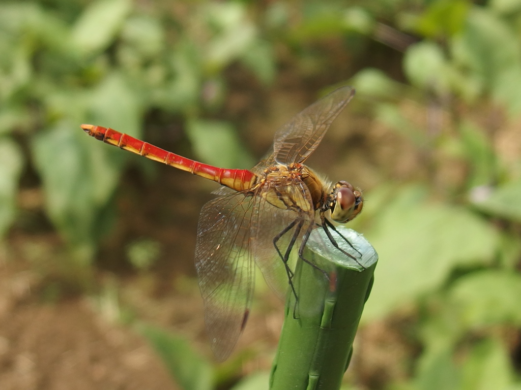 アキアカネ　1
