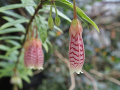 温室のお花たち  3