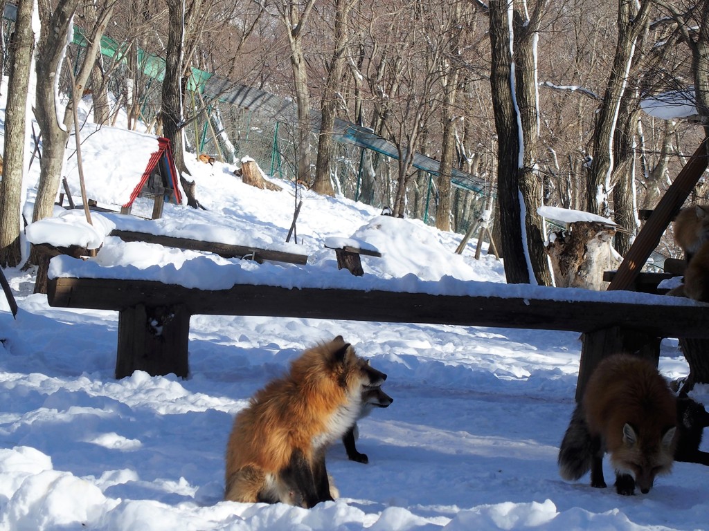 キツネコンコン雪の中　さん