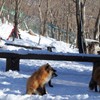 キツネコンコン雪の中　さん