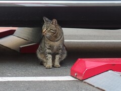 すき間にゃんこ　３