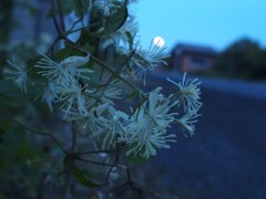 夕暮れ散歩道