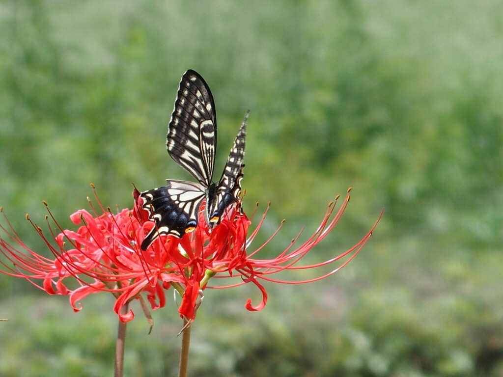 彼岸花とナミアゲハ　２