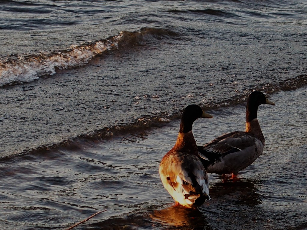 夕暮れの湖畔　２