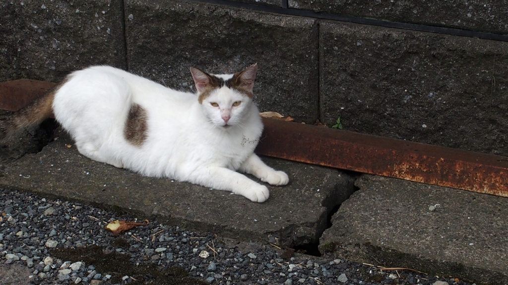 これって スフィンクス座りですか By こなゆきん Id 写真共有サイト Photohito