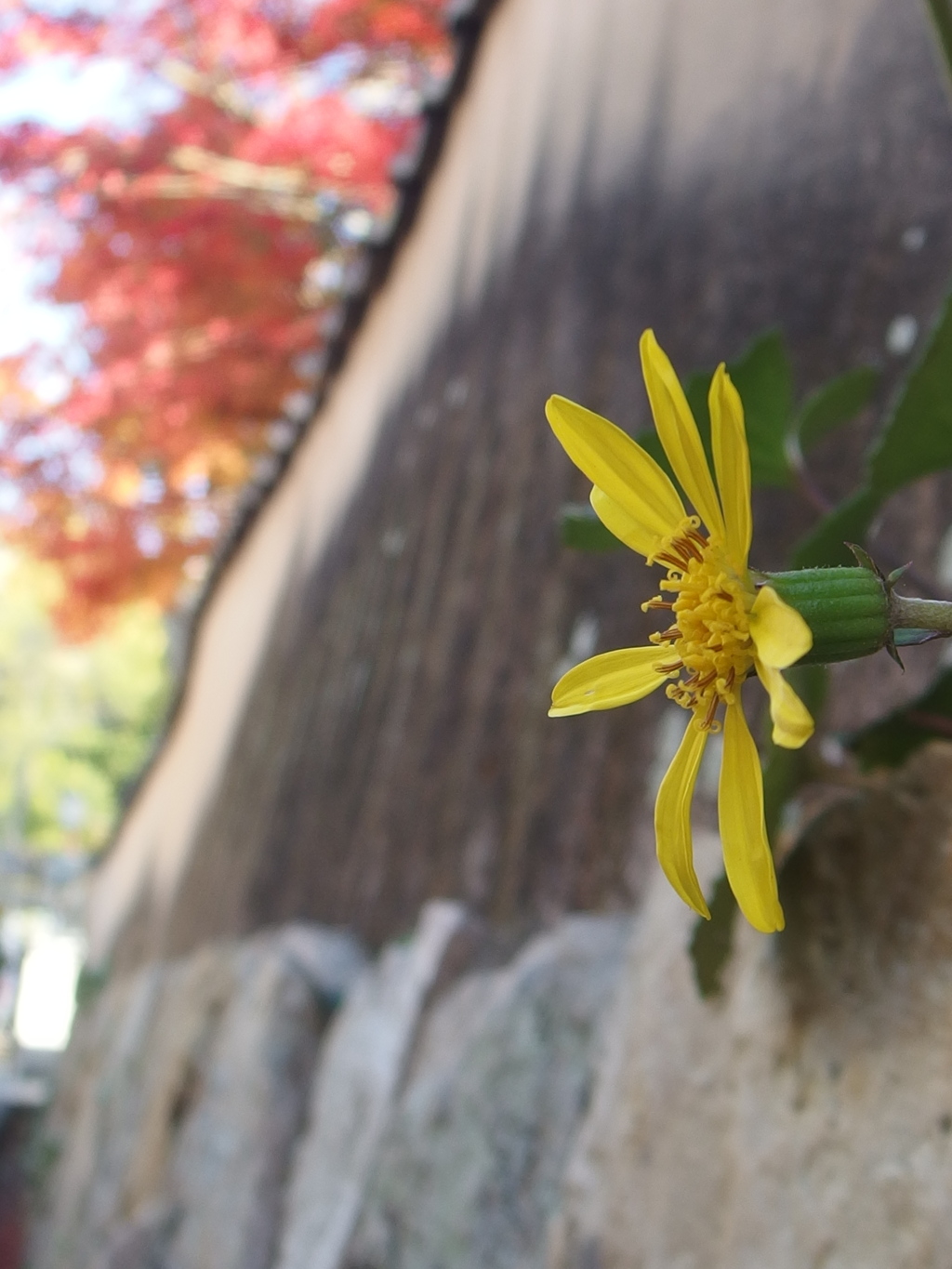 すき間に咲く花