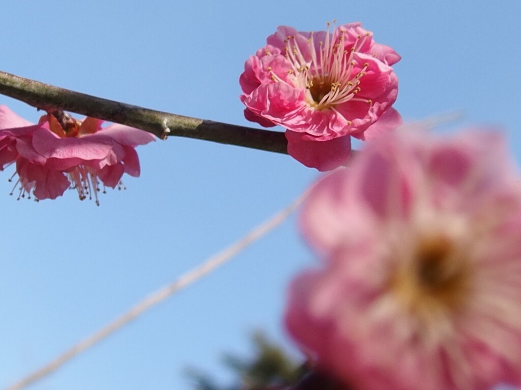 八重寒紅