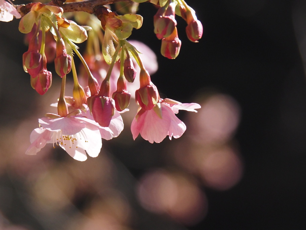 河津桜　2