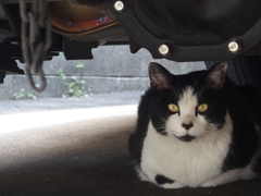 すき間にゃんこ