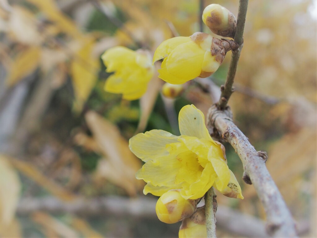 ソシンロウバイ