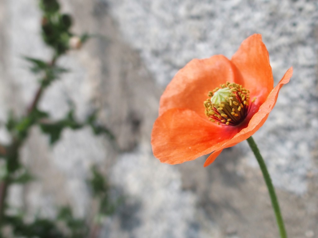 ナガミヒナゲシ